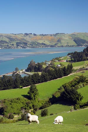 agricultural;agriculture;coast;coastal;coastline;coastlines;coasts;country;countryside;Dunedin;farm;farming;farmland;farms;field;fields;harbor;harbors;harbour;harbours;livestock;meadow;meadows;N.Z.;New-Zealand;NZ;ocean;oceans;Otago;Otago-Harbour;Otago-Peninsula;paddock;paddocks;pasture;pastures;rural;S.I.;Sawyers-Bay;sea;sheep;shore;shoreline;shorelines;shores;SI;South-Is.;South-Island;stock;water