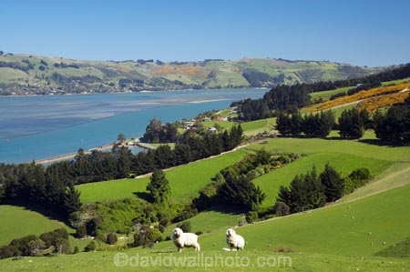 agricultural;agriculture;coast;coastal;coastline;coastlines;coasts;country;countryside;Dunedin;farm;farming;farmland;farms;field;fields;harbor;harbors;harbour;harbours;livestock;meadow;meadows;N.Z.;New-Zealand;NZ;ocean;oceans;Otago;Otago-Harbour;Otago-Peninsula;paddock;paddocks;pasture;pastures;rural;S.I.;Sawyers-Bay;sea;sheep;shore;shoreline;shorelines;shores;SI;South-Is.;South-Island;stock;water