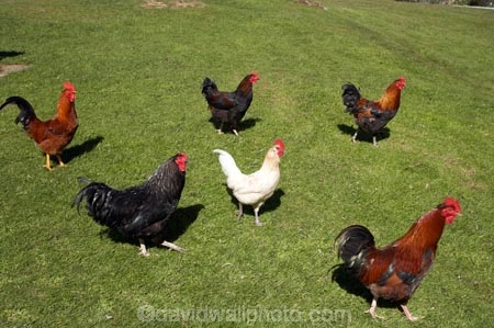 animal;animals;avian;bird;birds;chicken;chickens;chook;chooks;cock;cocks;Dunedin;Fauna;Feather;fowl;fowls;hen;hens;N.Z.;New-Zealand;NZ;Otago;Port-Chalmers;poulet;rooster;roosters;S.I.;SI;South-Is.;South-Island;Wild-Chickens