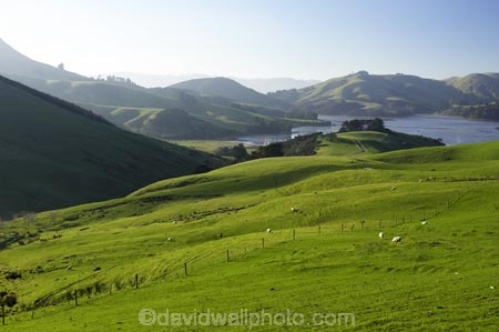agricultural;agriculture;country;countryside;Dunedin;farm;farming;farmland;farms;field;fields;Hoopers-Inlet;meadow;meadows;N.Z.;New-Zealand;NZ;Otago;Otago-Peninsula;paddock;paddocks;pasture;pastures;rural;S.I.;SI;South-Is.;South-Island