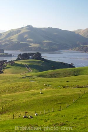 agricultural;agriculture;country;countryside;Dunedin;farm;farming;farmland;farms;field;fields;Hoopers-Inlet;meadow;meadows;N.Z.;New-Zealand;NZ;Otago;Otago-Peninsula;paddock;paddocks;pasture;pastures;rural;S.I.;SI;South-Is.;South-Island