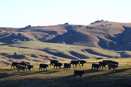 agricultural;agriculture;animal;animals;cattle;Central-Otago;Central-Otago-peneplain;country;countryside;cow;Cows;farm;farming;farmland;farms;field;fields;grass;grassy;Herbivore;Herbivores;Herbivorous;Livestock;mammal;mammals;meadow;meadows;N.Z.;New-Zealand;NZ;Otago-peneplain;paddock;paddocks;pasture;pastures;Rock-and-Pillar-Range;rural;S.I.;SI;South-Is.;South-Island;stock;Strath-Taieri;taieri;uiplands;upland