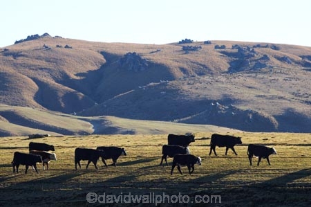 agricultural;agriculture;animal;animals;cattle;Central-Otago;Central-Otago-peneplain;country;countryside;cow;Cows;farm;farming;farmland;farms;field;fields;grass;grassy;Herbivore;Herbivores;Herbivorous;Livestock;mammal;mammals;meadow;meadows;N.Z.;New-Zealand;NZ;Otago-peneplain;paddock;paddocks;pasture;pastures;Rock-and-Pillar-Range;rural;S.I.;SI;South-Is.;South-Island;stock;Strath-Taieri;taieri;uiplands;upland
