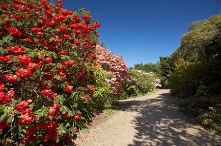 bloom;blooming;blooms;city-garden;city-gardens;council-garden;council-gardens;Dunedin;Dunedin-Botanic-Garden;Dunedin-Botanic-Gardens;Dunedin-Botanical-Garden;Dunedin-Botanical-Gardens;flower;flowers;fresh;garden;gardens;grow;growth;N.Z.;New-Zealand;NZ;Otago;pink;red;Rhododendron;Rhododendrons;S.I.;season;seasonal;seasons;SI;South-Is.;South-Island;spring;springtime
