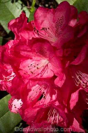 bloom;blooming;blooms;city-garden;city-gardens;council-garden;council-gardens;Dunedin;Dunedin-Botanic-Garden;Dunedin-Botanic-Gardens;Dunedin-Botanical-Garden;Dunedin-Botanical-Gardens;flower;flowers;fresh;garden;gardens;grow;growth;N.Z.;New-Zealand;NZ;Otago;pink;Rhododendron;Rhododendrons;S.I.;season;seasonal;seasons;SI;South-Is.;South-Island;spring;springtime