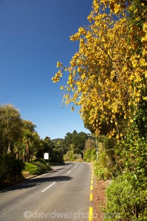 bloom;blooming;blooms;blue;city-garden;city-gardens;council-garden;council-gardens;Dunedin;Dunedin-Botanic-Garden;Dunedin-Botanic-Gardens;Dunedin-Botanical-Garden;Dunedin-Botanical-Gardens;flower;flowers;fresh;garden;gardens;golden;grow;growth;kowhai;kowhai-flower;kowhai-flowers;Kowhai-Flowers-in-Spring;kowhai-tree;kowhai-trees;Lovelock-Ave;Lovelock-Avenue;N.Z.;New-Zealand;NZ;Otago;renew;road;roads;S.I.;season;seasonal;seasons;SI;Sophora-sp;South-Is.;South-Island;spring;springtime;street;streets;yellow