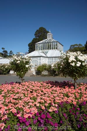bloom;blooming;blooms;Botanic-Garden;Botanic-Gardens;Botanical-Garden;Botanical-Gardens;city-garden;city-gardens;color;colorful;colour;colourful;council-garden;council-gardens;Dunedin;Dunedin-Botanic-Garden;Dunedin-Botanic-Gardens;Dunedin-Botanical-Garden;Dunedin-Botanical-Gardens;Dunedin-Gardens;flower;flowers;fresh;garden;gardens;glasshouse;glasshouses;grow;growth;N.Z.;New-Zealand;NZ;Otago;pink;plant;plants;S.I.;season;seasonal;seasons;SI;South-Is.;South-Island;spring;springtime