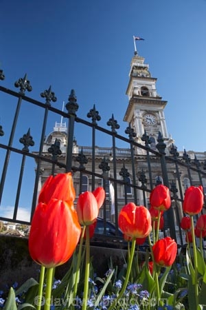 bloom;blooming;blooms;blue;building;buildings;chambers;civic-garden;civic-gardens;clear-sky;clock-tower;clocktower;council;council-garden;council-gardens;DCC;Dunedin;Dunedin-City-Council;flower;flowerbed;flowers;fresh;grow;growth;heritage;historic;historic-building;historic-buildings;historical;historical-building;historical-buildings;history;municipal;Municipal-Chambers;Municipal-Chambers-Clock-Tower;N.Z.;New-Zealand;NZ;Octagon;old;Otago;public-garden;public-gardens;red;red-tulip;red-tulips;renew;S.I.;season;seasonal;seasons;SI;sky;South-Is.;South-Island;spring;springtime;tower;towering;tradition;traditional;tulip;Tulips