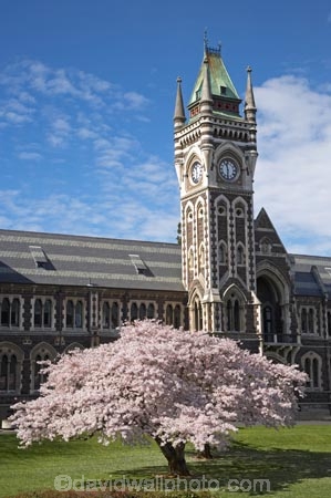 bloom;blooming;blooms;blossom;blossoming;blossoms;building;buildings;Clock-Tower;Clock-Towers;college;colleges;Dunedin;education;fresh;grow;growth;heritage;historic;historic-building;historic-buildings;historical;historical-building;historical-buildings;Historical-Registry-Building;history;N.Z.;New-Zealand;NZ;old;Otago;Otago-University;Registry-Building;renew;S.I.;season;seasonal;seasons;SI;South-Is.;South-Island;spring;springtime;tertiary-education;tradition;traditional;universities;university;University-of-Otago
