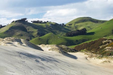 beach;beaches;coast;coastal;coastline;dune;Dunedin;dunes;N.Z.;New-Zealand;NZ;ocean;Otago;Otago-Peninsula;S.I.;sand;sand-dune;sand-dunes;sand-hill;sand-hills;sand_dune;sand_dunes;sand_hill;sand_hills;sanddune;sanddunes;Sandfly-Bay;Sandfly-Bay-Wildlife-Refuge;sandhill;sandhills;sandy;shore;shoreline;SI;South-Is.;South-Island