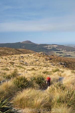 above-the-snowline;altitude;Dunedin;Flagstaff;highland;highlands;hike;hiker;hikers;hiking;hiking-track;hiking-tracks;N.Z.;New-Zealand;NZ;Otago;Pineapple-Flagstaff-Track;Pineapple-Track;S.I.;SI;snow-tussock;snow-tussocks;snow_tussock;snow_tussocks;snowlines;snowtussock;snowtussocks;South-Is.;South-Island;tramp;tramper;trampers;tramping;tramping-tack;tramping-tracks;trek;treker;trekers;treking;trekker;trekkers;trekking;tussock;tussocks;walk;walker;walkers;walking;walking-track;walking-tracks
