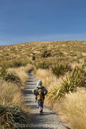 above-the-snowline;altitude;boy;boys;child;children;Dunedin;Flagstaff;highland;highlands;hike;hiker;hikers;hiking;hiking-track;hiking-tracks;kid;kids;little-boy;little-boys;N.Z.;New-Zealand;NZ;Otago;Pineapple-Flagstaff-Track;Pineapple-Track;S.I.;SI;snow-tussock;snow-tussocks;snow_tussock;snow_tussocks;snowlines;snowtussock;snowtussocks;South-Is.;South-Island;tramp;tramper;trampers;tramping;tramping-tack;tramping-tracks;trek;treker;trekers;treking;trekker;trekkers;trekking;tussock;tussocks;walk;walker;walkers;walking;walking-track;walking-tracks