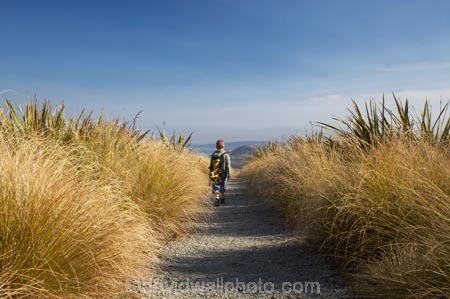 above-the-snowline;altitude;boy;boys;child;children;Dunedin;Flagstaff;highland;highlands;hike;hiker;hikers;hiking;hiking-track;hiking-tracks;kid;kids;little-boy;little-boys;N.Z.;New-Zealand;NZ;Otago;Pineapple-Flagstaff-Track;Pineapple-Track;S.I.;SI;snow-tussock;snow-tussocks;snow_tussock;snow_tussocks;snowlines;snowtussock;snowtussocks;South-Is.;South-Island;tramp;tramper;trampers;tramping;tramping-tack;tramping-tracks;trek;treker;trekers;treking;trekker;trekkers;trekking;tussock;tussocks;walk;walker;walkers;walking;walking-track;walking-tracks