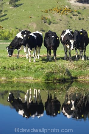 agricultural;agriculture;animal;animals;calm;calves;canal;canals;cattle;country;countryside;cow;cows;dairy;dairy-cow;dairy-cows;dairy-farm;dairy-farms;Dunedin;farm;farming;farmland;farms;field;fields;fresh;grass;grassy;grow;growth;Henley;Herbivore;Herbivores;Herbivorous;Livestock;mammal;mammals;meadow;meadows;N.Z.;New-Zealand;NZ;Otago;paddock;paddocks;pasture;pastures;placid;quiet;reflection;reflections;renew;rural;S.I.;season;seasonal;seasons;serene;SI;smooth;South-Is.;South-Island;spring;springtime;still;stock;Taieri-Plain;Taieri-Plains;tranquil;water
