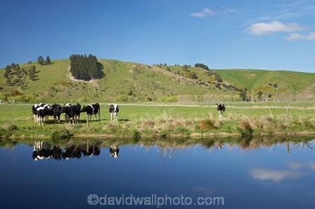 agricultural;agriculture;animal;animals;calm;calves;canal;canals;cattle;country;countryside;cow;cows;dairy;dairy-cow;dairy-cows;dairy-farm;dairy-farms;Dunedin;farm;farming;farmland;farms;field;fields;fresh;grass;grassy;grow;growth;Henley;Herbivore;Herbivores;Herbivorous;Livestock;mammal;mammals;meadow;meadows;N.Z.;New-Zealand;NZ;Otago;paddock;paddocks;pasture;pastures;placid;quiet;reflection;reflections;renew;rural;S.I.;season;seasonal;seasons;serene;SI;smooth;South-Is.;South-Island;spring;springtime;still;stock;Taieri-Plain;Taieri-Plains;tranquil;water