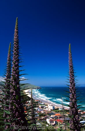 beach;sand;swim;swimming;surf;surfer;surfers;lifesaving;white;ocean;esplanade;sea;pacific;wave;waves;lawyers-head