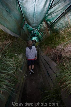 child;children;Dunedin;eco-toruism;eco_tourism;ecotourism;hide;hides;N.Z.;New-Zealand;NZ;Otago;Otago-Peninsula;Penguin-Place;Pipikaretu-Beach;S.I.;SI;South-Is;South-Island;Sth-Is;tourism;tourist;tourists