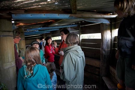 child;children;Dunedin;eco-toruism;eco_tourism;ecotourism;hide;hides;N.Z.;New-Zealand;NZ;Otago;Otago-Peninsula;Penguin-Place;Pipikaretu-Beach;S.I.;SI;South-Is;South-Island;Sth-Is;tourism;tourist;tourists