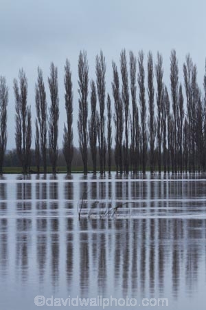 Allanton;bad-weather;calm;deluge;Dunedin;flood;flood-water;flood-waters;flooding;floods;floodwater;floodwaters;high-water;inundate;N.Z.;New-Zealand;NZ;on-flood;Otago;placid;poplar;poplar-tree;poplar-trees;poplars;quiet;reflection;reflections;river;rivers;S.I.;serene;SI;smooth;South-Is.;South-Island;still;swollen-river;Taieri;Taieri-Plains;Taieri-River;tranquil;tree;trees;water;weather;wet