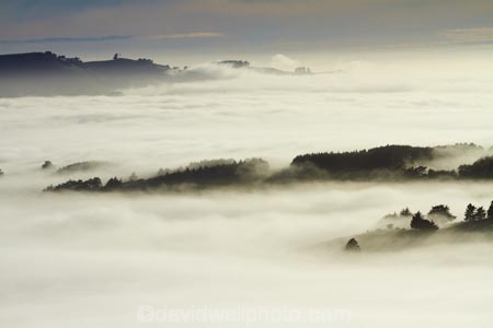 cloud;clouds;cloudy;Dunedin;fog;foggy;fogs;mist;mists;misty;monochromatic;monochrome;N.Z.;New-Zealand;NZ;Otago;Otago-Harbor;Otago-Harbour;Otago-Peninsula;S.I.;SI;South-Is.;South-Island;tree;trees;unusual-weather;weather