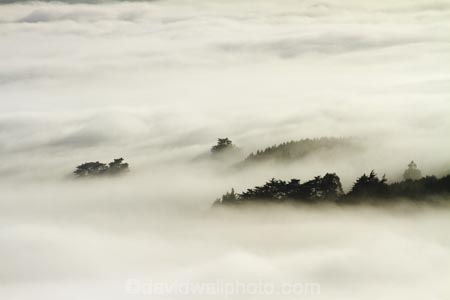 cloud;clouds;cloudy;Dunedin;fog;foggy;fogs;mist;mists;misty;monochromatic;monochrome;N.Z.;New-Zealand;NZ;Otago;Otago-Harbor;Otago-Harbour;Otago-Peninsula;S.I.;SI;South-Is.;South-Island;tree;trees;unusual-weather;weather