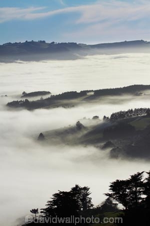 cloud;clouds;cloudy;Dunedin;fog;foggy;fogs;mist;mists;misty;monochromatic;monochrome;N.Z.;New-Zealand;NZ;Otago;Otago-Harbor;Otago-Harbour;Otago-Peninsula;S.I.;SI;South-Is.;South-Island;tree;trees;unusual-weather;weather