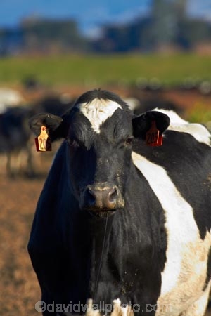 agricultural;agriculture;animal;animals;cattle;country;countryside;cow;cows;dairy;dairy-cow;dairy-cows;dairy-farm;dairy-farms;Dunedin;farm;farming;farmland;farms;field;fields;Herbivore;Herbivores;Herbivorous;Livestock;mammal;mammals;meadow;meadows;N.Z.;New-Zealand;NZ;Otago;paddock;paddocks;pasture;pastures;rural;S.I.;SI;South-Is;South-Island;stock;Taieri-Plain;Taieri-Plains