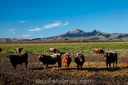 agricultural;agriculture;animal;animals;cattle;country;countryside;cow;cows;Dunedin;farm;farming;farmland;farms;feeding-out;field;fields;Herbivore;Herbivores;Herbivorous;Livestock;mammal;mammals;meadow;meadows;N.Z.;New-Zealand;NZ;Otago;paddock;paddocks;pasture;pastures;riparian-area;riparian-areas;riparian-buffer;riparian-buffer-zone;riparian-buffer-zones;riparian-buffers;riparian-strip;riparian-strips;riparian-zone;riparian-zones;rural;S.I.;SI;South-Is;South-Island;stock;Taieri-Plain;Taieri-Plains;winter-feed
