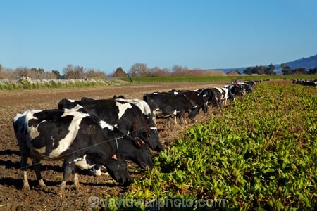 agricultural;agriculture;animal;animals;cattle;country;countryside;cow;cows;crop;crops;dairy;dairy-cow;dairy-cows;dairy-farm;dairy-farms;Dunedin;electric-fence;electric-fences;farm;farming;farmland;farms;feeding-out;field;fields;Herbivore;Herbivores;Herbivorous;horticulture;Livestock;mammal;mammals;meadow;meadows;N.Z.;New-Zealand;NZ;Otago;paddock;paddocks;pasture;pastures;rural;S.I.;SI;South-Is;South-Island;stock;Taieri-Plain;Taieri-Plains;winter-feed