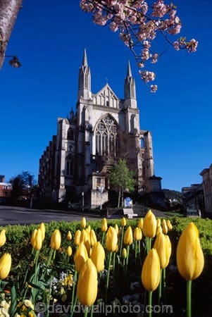 cathedral;church;Octagon;Dunedin;St-Pauls;St-Paul;St-Pauls;historic;building;clear-sky;sky;blue;blossom;tree;yellow;tulip;tulips;flower;flowers;flowerbed;garden;spring;sun;sunny;bright;pray;prayer;wedding;stone;grey
