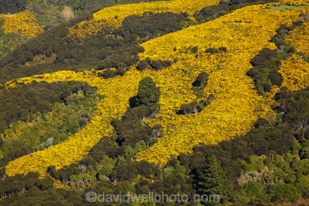 agricultural;agriculture;Bloom;common-gorse;country;countryside;Dunedin;farm;farming;farmland;farms;field;fields;flower;flowers;furze;gorse;gorse-flower;gorse-flowers;Gorse-in-Flower;horticulture;invasive-plant-species;meadow;meadows;N.Z.;native-bush;native-forest;native-forests;New-Zealand;noxious-plant;noxious-plants;noxious-weed;noxious-weeds;NZ;Otago;paddock;paddocks;pasture;pastures;pest;pests;Port-Chalmers;rural;S.I.;season;seasonal;seasons;SI;South-Is;South-Island;spring;springtime;Sth-Is;Ulex-europaeus;weed;weeds;whin;yellow;yellow-flower;yellow-flowers