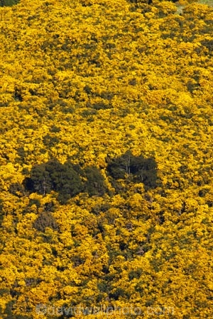 agricultural;agriculture;Bloom;common-gorse;country;countryside;Dunedin;farm;farming;farmland;farms;field;fields;flower;flowers;furze;gorse;gorse-flower;gorse-flowers;Gorse-in-Flower;horticulture;invasive-plant-species;meadow;meadows;N.Z.;New-Zealand;noxious-plant;noxious-plants;noxious-weed;noxious-weeds;NZ;Otago;paddock;paddocks;pasture;pastures;pest;pests;Port-Chalmers;rural;S.I.;season;seasonal;seasons;SI;South-Is;South-Island;spring;springtime;Sth-Is;Ulex-europaeus;weed;weeds;whin;yellow;yellow-flower;yellow-flowers