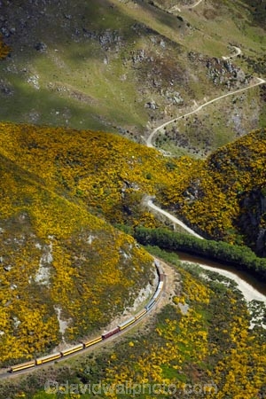 Bloom;carriage;carriages;common-gorse;country;countryside;Dunedin;excursion;furze;gorse;gorse-flower;gorse-flowers;Gorse-in-Flower;heritage;Hindon;invasive-plant-species;N.Z.;New-Zealand;noxious-plant;noxious-plants;noxious-weed;noxious-weeds;NZ;old;Otago;Passenger-Train;Passenger-Trains;rail;railroad;railroads;rails;railway;railways;river;rivers;rural;S.I.;season;seasonal;seasons;SI;South-Is;South-Is.;South-Island;spring;spring-time;spring_time;springtime;Sth-Is;Taieri;Taieri-Gorge;Taieri-Gorge-Excursion-Train;Taieri-Gorge-Train;Taieri-River;tourism;train;trains;transport;transportation;travel;Ulex-europaeus;weed;weeds;whin;yellow;yellow-flower;yellow-flowers