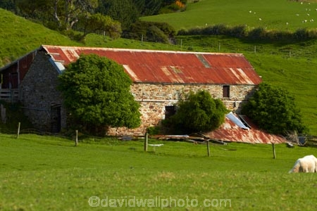abandon;abandoned;agricultural;agriculture;animal;animals;barn;barns;Brighton;building;buildings;character;corrugated-iron;corrugated-metal;corrugated-steel;country;countryside;derelict;derelict-building;dereliction;deserted;desolate;desolation;destruction;domestic-stock;Dunedin;ewes;farm;farm-animals;Farm-Building;Farm-Buildings;Farm-Shed;Farm-Sheds;farming;farmland;farms;field;fields;herbivore;herbivores;herbivorous;heritage;historic;historic-building;historic-buildings;Historic-Ruins;historical;historical-building;historical-buildings;history;Kuri-Bush;livestock;lush;mammal;mammals;meadow;meadows;N.Z.;neglect;neglected;New-Zealand;NZ;old;old-fashioned;old_fashioned;Otago;outdoor;outdoors;outside;paddock;paddocks;pasture;pastures;roofing-iron;roofing-metal;ruin;ruins;run-down;rural;rustic;S.I.;Shearing-Shed;Shearing-Sheds;sheep;Sheep-Shed;Sheep-Sheds;SI;South-Is;South-Island;Sth-Is;stock;stone;stone-barn;stone-barns;stone-building;stone-buildings;stone-shed;Taieri-Mouth;tradition;traditional;vintage;white;Wool-Shed;Wool-Sheds;woolshed;woolsheds;zincalume