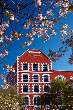 1867;1890;bloom;blooming;blooms;blossom;blossoms;building;buildings;Crown-Mills-Building;Crown-Roller-Mills;Dunedin;flower;flowers;heritage;historic;historic-building;historic-buildings;historical;historical-building;historical-buildings;history;N.Z.;New-Zealand;NZ;old;Otago;S.I.;season;seasonal;seasons;SI;South-Is;South-Island;spring;spring-time;spring_time;springtime;Sth-Is;tradition;traditional;window;windows