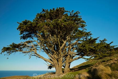 Cupressus-macrocarpa;Dunedin;Macrocarpa-Tree;Macrocarpa-Trees;Monterey-Cypress;N.Z.;New-Zealand;NZ;Otago;Otago-Peninsula;South-Is;South-Island;Sth-Is;tree;trees