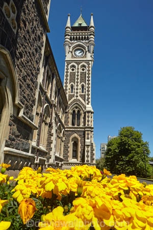 building;buildings;clock-tower;clock_tower;Dunedin;education;flower;flowers;heritage;historic;historic-building;historic-buildings;historical;historical-building;historical-buildings;history;N.Z.;New-Zealand;North-Dunedin;NZ;old;Otago;Otago-University;registry-building;S.I.;SI;South-Is;South-Is.;South-Island;Sth-Is;tertiary-education;tradition;traditional;universities;university;University-of-Otago;yellow;yellow-flower;yellow-flowers