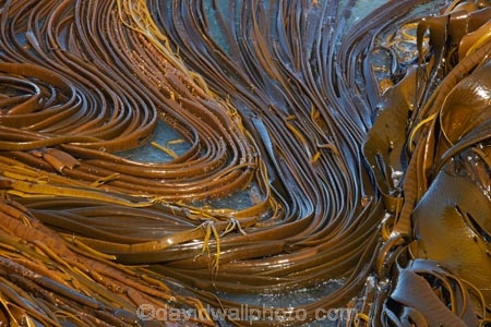 brown-algar;Bull-Kelp;coast;coastal;coastline;coastlines;coasts;Dunedin;kelp-bed;kelpbed;marine;N.Z.;New-Zealand;NZ;ocean;Otago;Otago-Peninsula;Pacific;Phaeophyceae;pneumatocyst;S.I.;salt-water;sea;sea-weed;seaweed;shore;shoreline;shorelines;shores;SI;South-Is.;South-Island;Taiaroa-Head;vegetation;water;weed