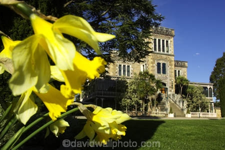 architecture;building;buildings;castle;castles;daffodil;daffodils;Dunedin;flower;flowers;fountain;fountains;grand;historic;historical;history;Larnach-Castle;larnachs-castle;larnachs-castle;manor;New-Zealand;old;otago-peninslar;Otago-Peninsula;season;seasonal;seasons;South-Island;spring