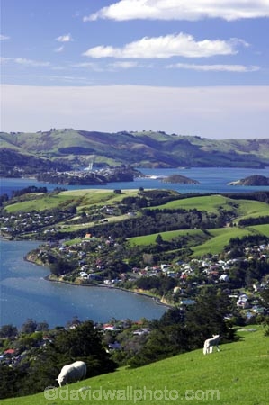 agricultural;agriculture;country;countryside;dunedin;farm;farming;farmland;farms;field;fields;grazing;harbor;harbours;highcliff-road;meadow;meadows;new-zealand;otago-harbor;otago-harbour;otago-peninsula;paddock;paddocks;pasture;pastures;rural;scenary;scenery;scenic;sheep;south-island;tree;trees;view