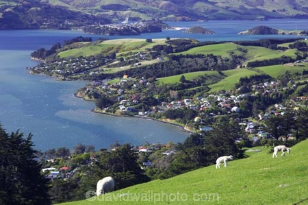 agricultural;agriculture;country;countryside;dunedin;farm;farming;farmland;farms;field;fields;grazing;harbor;harbours;highcliff-road;meadow;meadows;new-zealand;otago-harbor;otago-harbour;otago-peninsula;paddock;paddocks;pasture;pastures;rural;scenary;scenery;scenic;sheep;south-island;tree;trees;view