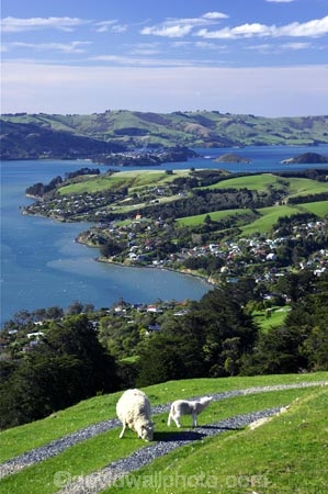 agricultural;agriculture;country;countryside;dunedin;farm;farming;farmland;farms;field;fields;grazing;harbor;harbours;highcliff-road;meadow;meadows;new-zealand;otago-harbor;otago-harbour;otago-peninsula;paddock;paddocks;pasture;pastures;rural;scenary;scenery;scenic;sheep;south-island;tree;trees;view