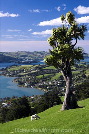 agricultural;agriculture;cabbage-tree;country;countryside;crop;crops;dunedin;farm;farming;farmland;farms;field;fields;grazing;harbor;harbours;high;highcliff-road;horticulture;meadow;meadows;new-zealand;otago-harbor;otago-harbour;otago-peninsula;paddock;paddocks;pasture;pastures;rural;scenary;scenery;scenic;sheep;south-island;tree;trees;view