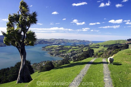 agricultural;agriculture;cabbage-tree;country;countryside;crop;crops;dunedin;farm;farming;farmland;farms;field;fields;grazing;harbor;harbours;high;highcliff-road;horticulture;meadow;meadows;new-zealand;otago-harbor;otago-harbour;otago-peninsula;paddock;paddocks;pasture;pastures;rural;scenary;scenery;scenic;sheep;south-island;tree;trees;view