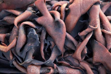 Blackhead-Beach;brown;coast;coastal;coastline;coastlines;coasts;Dunedin;kelp;N.Z.;New-Zealand;NZ;ocean;Otago;plant;S.I.;sea;sea-weed;seaweed;shore;shoreline;shorelines;shores;SI;South-Island;vegetation