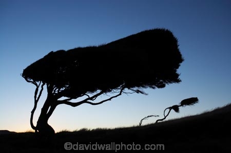 arch;blow;Dunedin;gale;gale-force-wind;gale-force-winds;galeforce;galeforce-wind;galefore-winds;gust;gusty;manuka;N.Z.;New-Zealand;NZ;Otago-Peninsula;prevailing-wind;prevailing-winds;S.I.;Sandy-Mount;Sandymount;SI;silhouette;silhouettes;South-Is.;South-Island;southerly;sunset;tree;trees;weather;wind;wind-blown;wind_blown;windblown;winds;windy