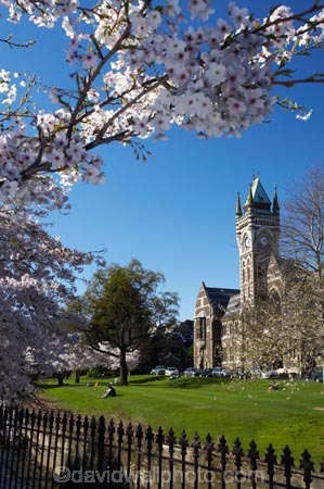 bloom;blooming;blooms;blossom;blossoming;blossoms;building;buildings;Clock-Tower;Clock-Towers;college;colleges;Dunedin;education;fresh;grow;growth;heritage;historic;historic-building;historic-buildings;historical;historical-building;historical-buildings;Historical-Registry-Building;history;N.Z.;New-Zealand;NZ;old;Otago;Otago-University;Registry-Building;renew;S.I.;season;seasonal;seasons;SI;South-Is.;South-Island;spring;springtime;tertiary-education;tradition;traditional;universities;University-of-Otago