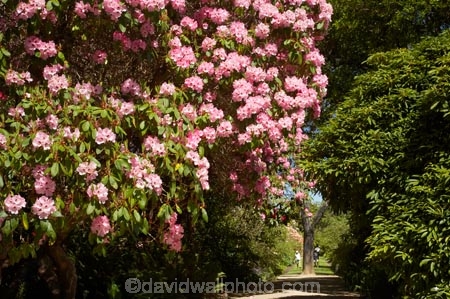 Dunedin;Dunedin-Botanic-Garden;Dunedin-Botanical-Garden;Dunedin-Gardens;flower;flowers;garden;gardens;N.Z.;New-Zealand;NZ;Otago;pink;Rhododendron;S.I.;SI;South-Is.;South-Island;upper-garden;upper-gardens