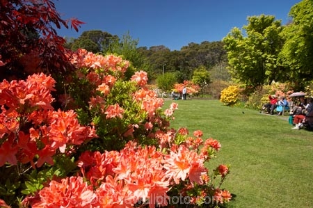 azalea;azaleas;Dunedin;Dunedin-Botanic-Garden;Dunedin-Botanical-Garden;Dunedin-Gardens;elderly-people;flower;flowers;garden;gardens;N.Z.;New-Zealand;NZ;o.a.p.;o.a.p.s;oap;oaps;old-people;Otago;pensioner;pensioners;S.I.;SI;South-Is.;South-Island;upper-garden;upper-gardens