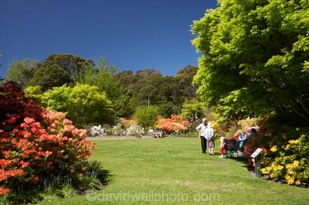 azalea;azaleas;Dunedin;Dunedin-Botanic-Garden;Dunedin-Botanical-Garden;Dunedin-Gardens;elderly-people;flower;flowers;garden;gardens;N.Z.;New-Zealand;NZ;o.a.p.;o.a.p.s;oap;oaps;old-people;Otago;pensioner;pensioners;S.I.;SI;South-Is.;South-Island;upper-garden;upper-gardens